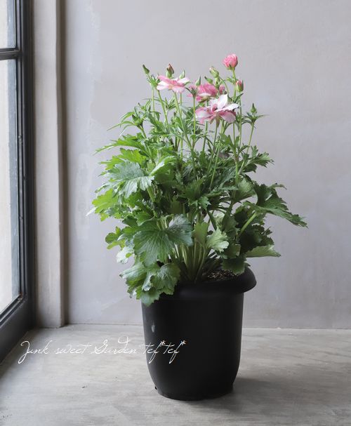 ラナンキュラス ラックスシリーズ 『リキュア』 | すべての商品