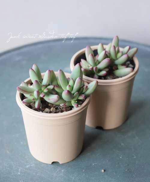 多肉植物】 『ルドリップ』 クラッスラ属 いとうぐりーん | すべての