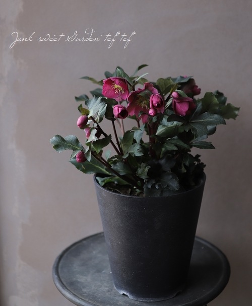 クリスマスローズ 『アンナズレッド』 | すべての商品 | | Junk sweet