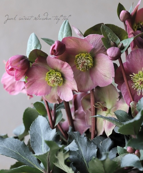 クリスマスローズ 『アンナズレッド』 | すべての商品 | | Junk sweet