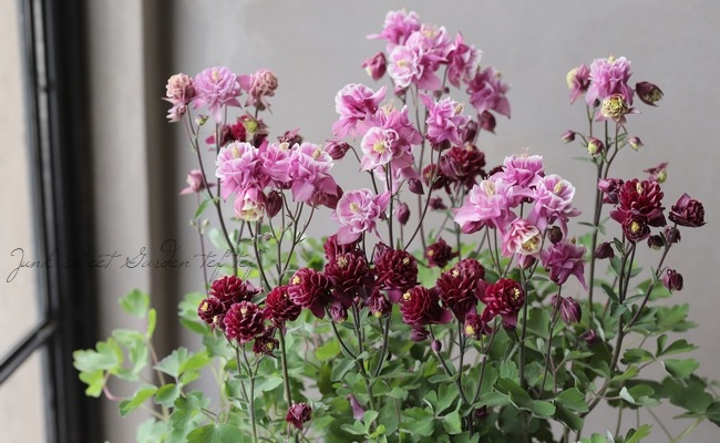 西洋オダマキ・ビジュー『ルビー×ピンク系』 MIX2株植え | すべての