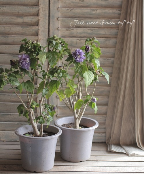 八重ムクゲ 八重紫 すべての商品 Junk Sweet Garden Tef Tef