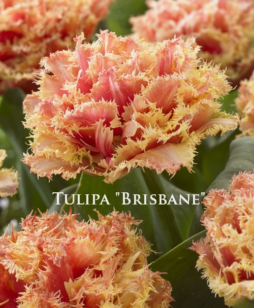 ڵ庬 Ȭź餭塼åסإ֥ꥹ٥