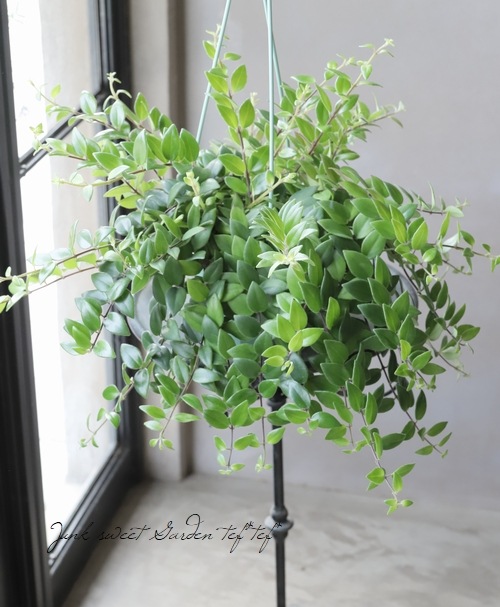 �ڴ��տ�ʪ�� �������ʥ󥵥� �إ�åɥ�������