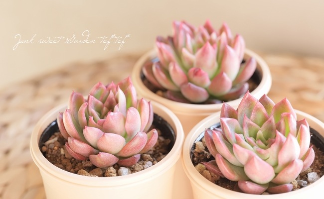 多肉植物 相府連 エケベリア属 いとうぐりーん すべての商品 Junk Sweet Garden Tef Tef