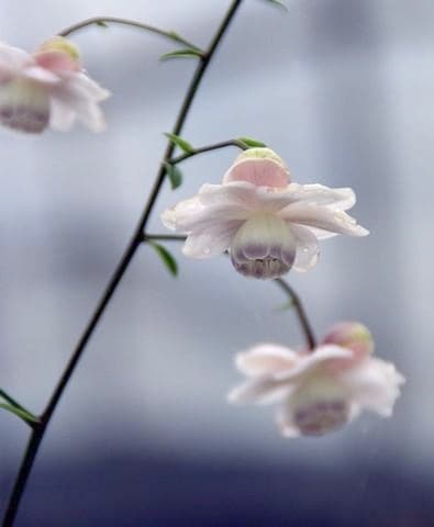 山野草】 『蓮華升麻 -レンゲショウマ-』 | すべての商品 | | Junk