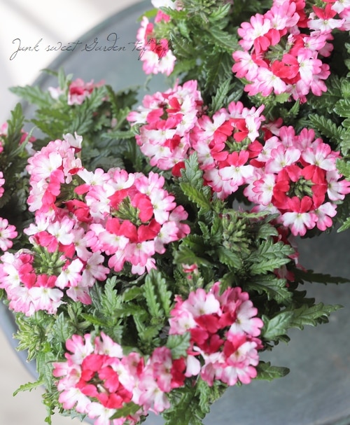 �С��٥ʡ��ɥ�ॹ���إ�åɥۥ磻�ȡ�