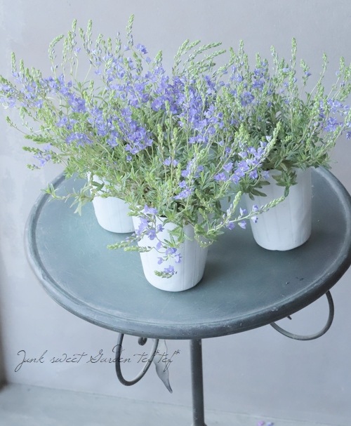 ���꡼�ԥ󥰥٥��˥����إץ����ȥ顼���� ���վ���