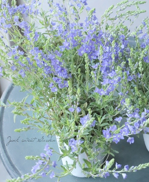 ���꡼�ԥ󥰥٥��˥����إץ����ȥ顼���� ���վ���