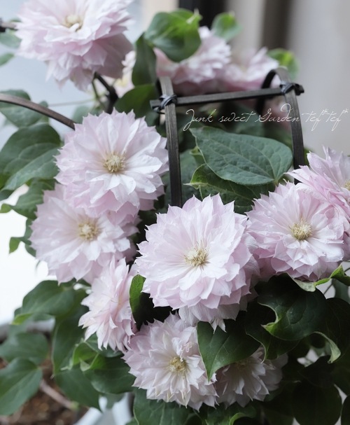 八重咲きクレマチス アンティーク色 春姫 すべての商品 Junk Sweet Garden Tef Tef