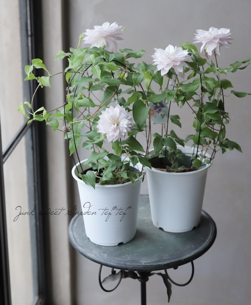 八重咲きクレマチス アンティーク色 春姫 すべての商品 Junk Sweet Garden Tef Tef
