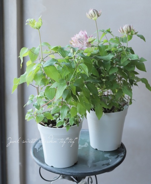 八重咲きクレマチス アンティーク色『春姫』 | すべての商品 | | Junk