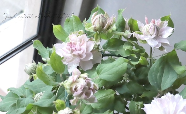 八重咲きクレマチス アンティーク色『春姫』 | すべての商品 | | Junk