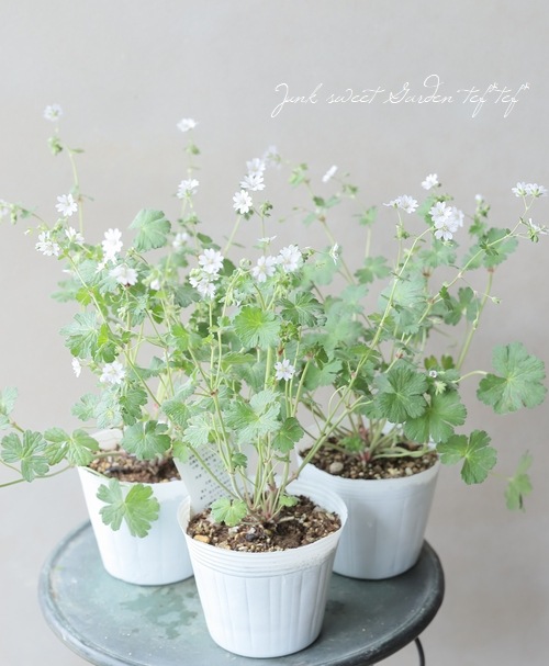 ゲラニウム・ピレナイカム 『サマースノー』 フウロソウ | すべての  