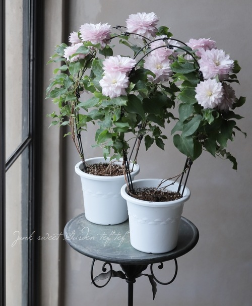 八重咲きクレマチス アンティーク色 春姫 すべての商品 Junk Sweet Garden Tef Tef