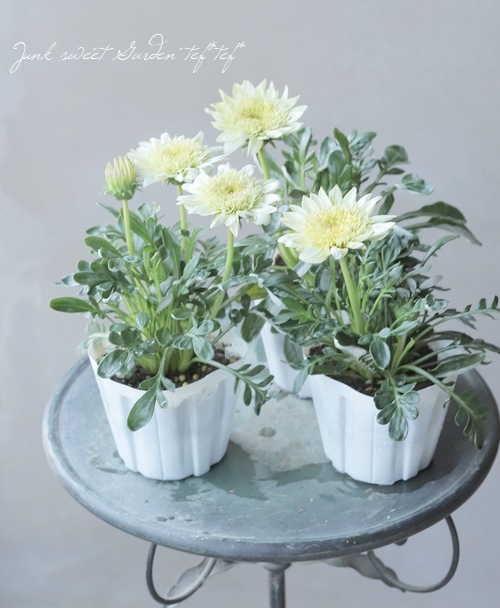 宿根八重咲きガザニア・サンバザーズ 『クレマズ』 | すべての商品