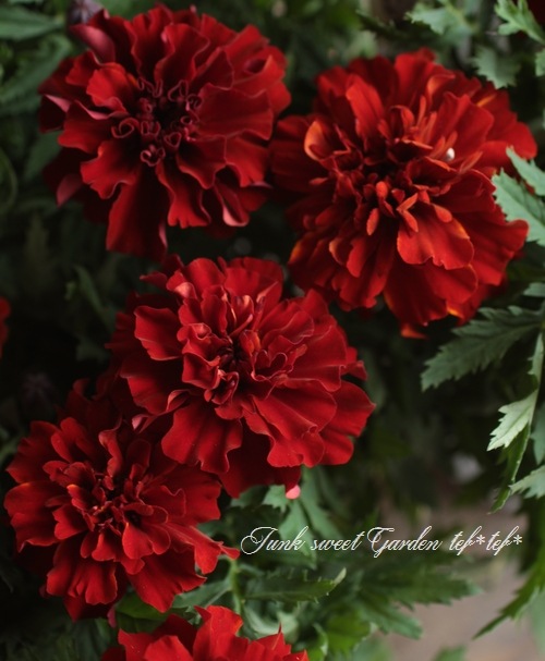 ドイリー1178❤️オレンジFlower garden大判ドイリー✨48㎝ The Angel Garden～天使の庭のドイリー～（編み図付き