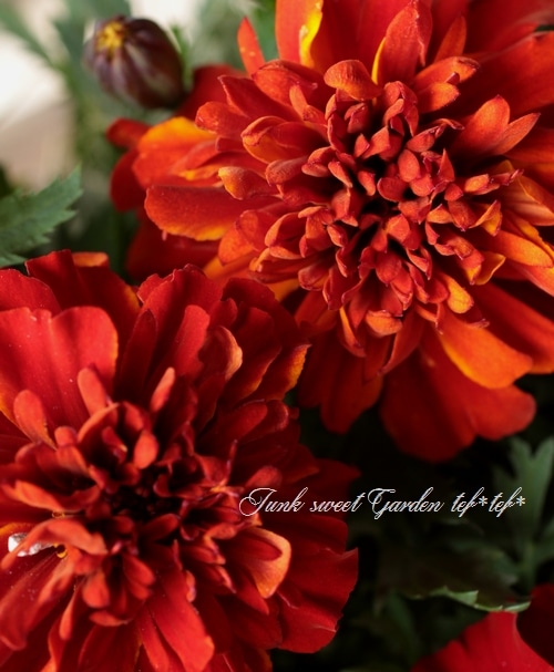 ドイリー1178❤️オレンジFlower garden大判ドイリー✨48㎝ ドイリー1178️オレンジFlower garden大判ドイリー✨48