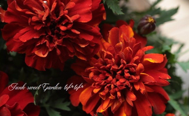 新品種 フレンチマリーゴールド ファイヤーボール すべての商品 Junk Sweet Garden Tef Tef