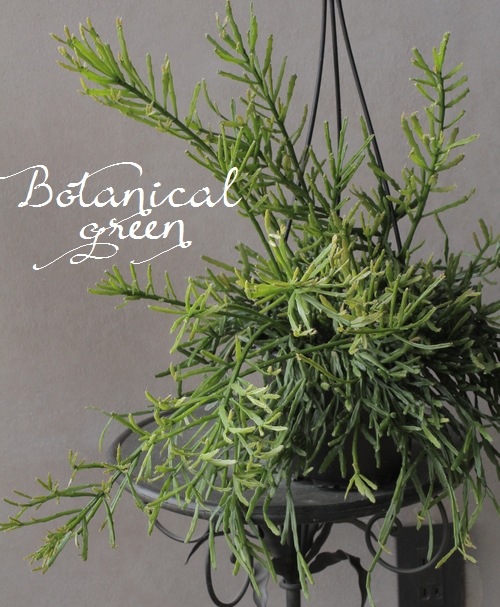 �ڴ��տ�ʪ�� ��ץ��ꥹ���إ����ǥ����ʡ١������ܥƥ�