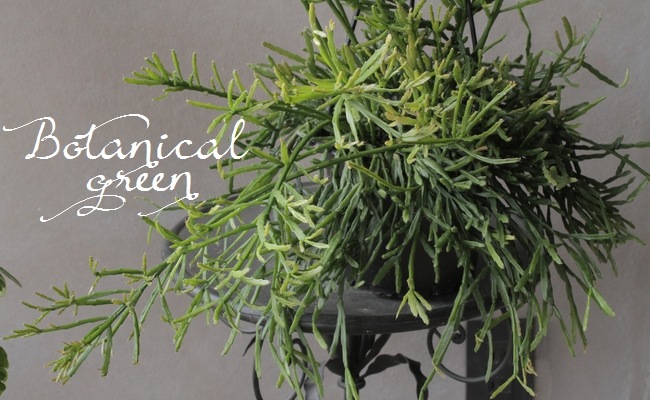 �ڴ��տ�ʪ�� ��ץ��ꥹ���إ����ǥ����ʡ١������ܥƥ�