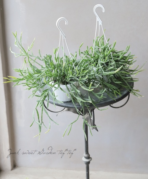 �ڴ��տ�ʪ�� ��ץ��ꥹ���إ����ǥ����ʡ١������ܥƥ�