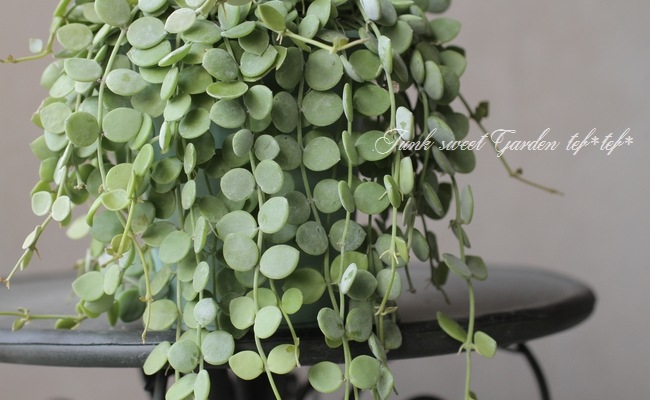 �ǥ������ǥ����إ̥���ꥢ��