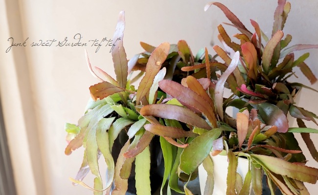 ڴտʪۥץɥץꥹإåɥ