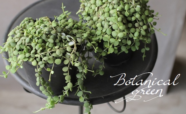 �ǥ������ǥ����إ̥���ꥢ��