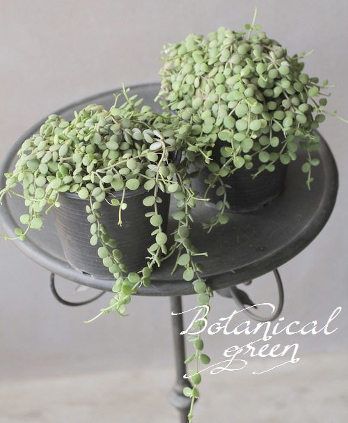 �ǥ������ǥ����إ̥���ꥢ��