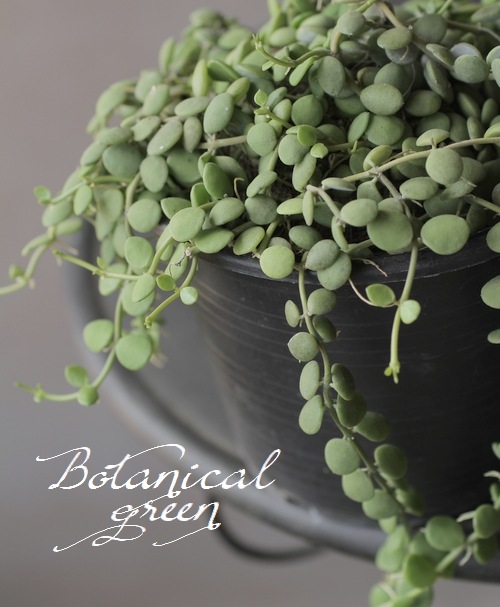 �ǥ������ǥ����إ̥���ꥢ��