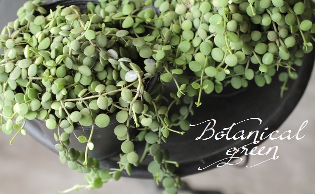 �ǥ������ǥ����إ̥���ꥢ��