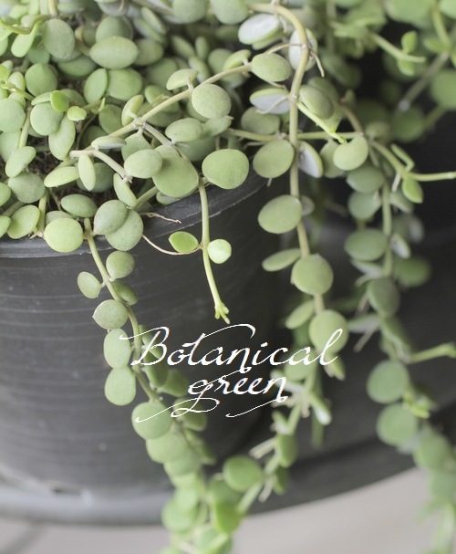 �ǥ������ǥ����إ̥���ꥢ��