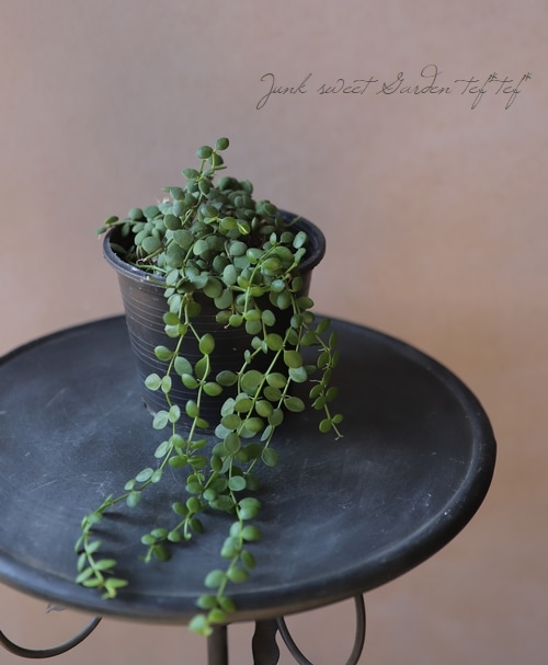 �ǥ������ǥ����إ̥���ꥢ��