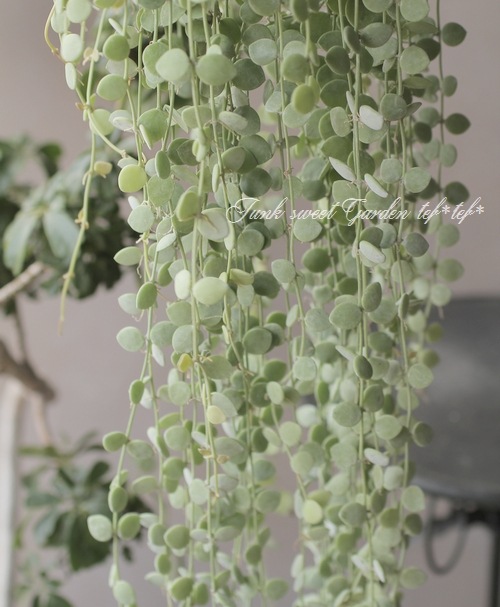 �ǥ������ǥ����إ̥���ꥢ��