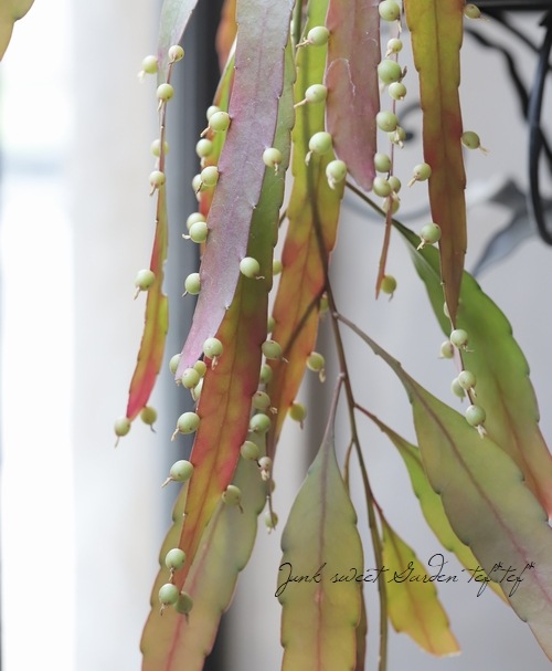 ڴտʪۥץɥץꥹإåɥ