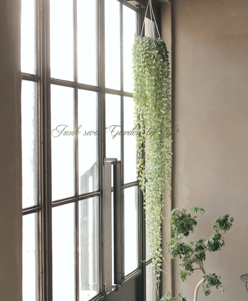 �ǥ������ǥ����إ̥���ꥢ��