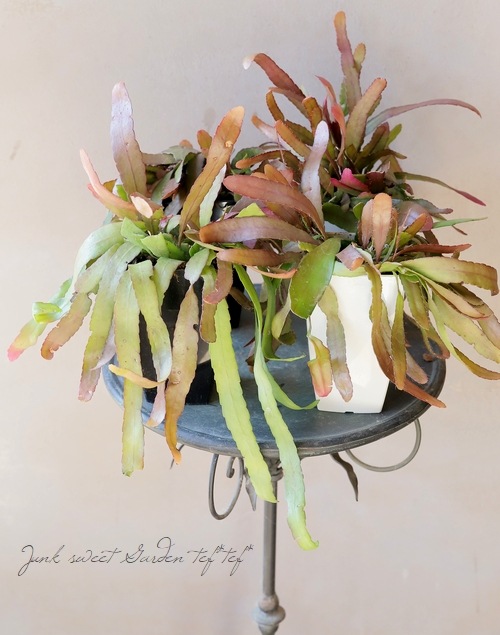 ڴտʪۥץɥץꥹإåɥ