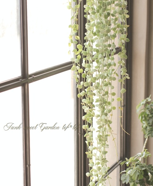 �ǥ������ǥ����إ̥���ꥢ��