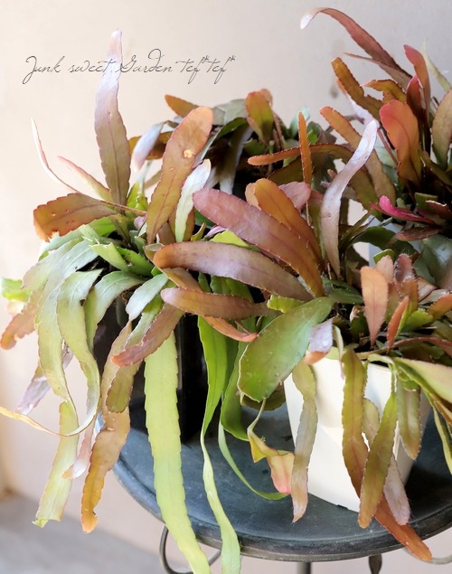 ڴտʪۥץɥץꥹإåɥ