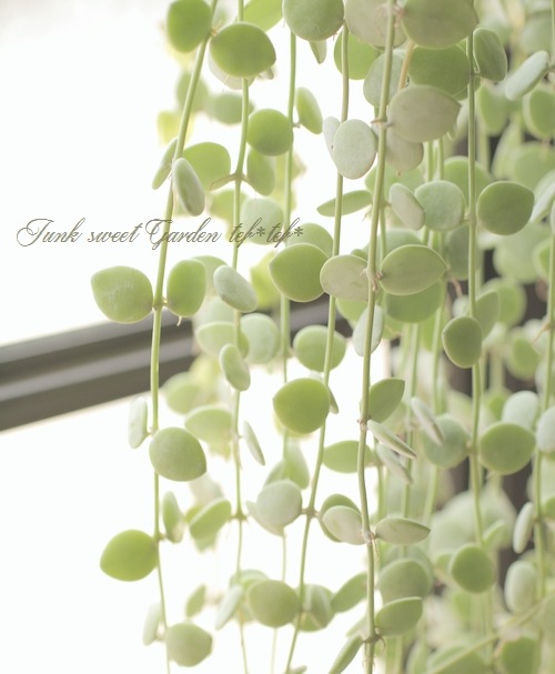 �ǥ������ǥ����إ̥���ꥢ��