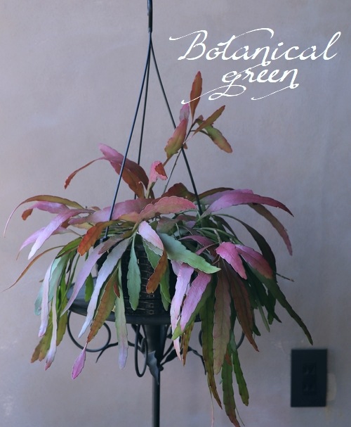 ڴտʪۥץɥץꥹإåɥ