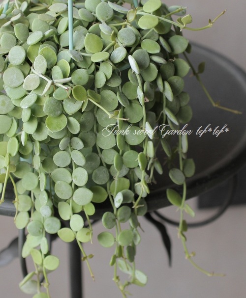 �ǥ������ǥ����إ̥���ꥢ��