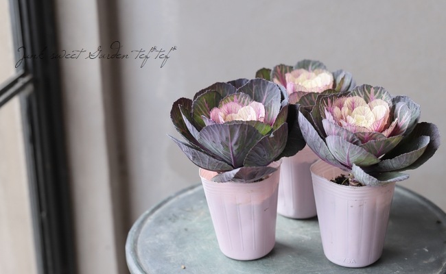 ���ղ�ð�����Ρ����������ؼ벻 -������-�١��ۥ磻��