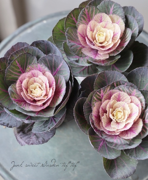 ���ղ�ð�����Ρ����������ؼ벻 -������-�١��ۥ磻��