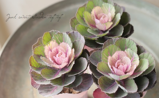 ���ղ�ð�����Ρ����������ؼ벻 -������-�١��ۥ磻��