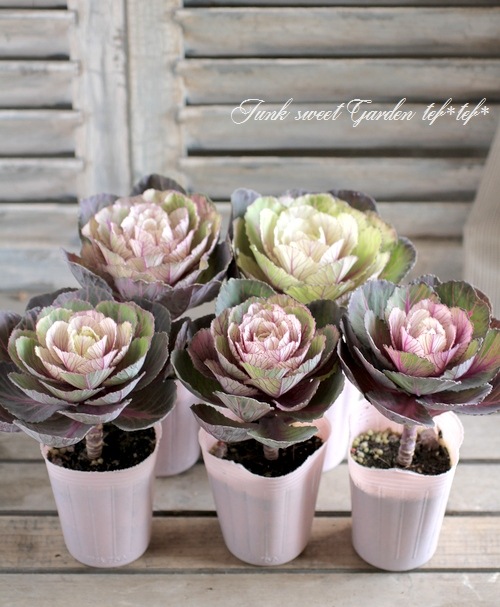 ���ղ�ð�����Ρ����������ؼ벻 -������-�١��ۥ磻��