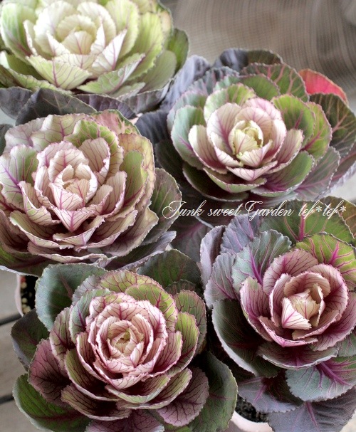 ���ղ�ð�����Ρ����������ؼ벻 -������-�١��ۥ磻��