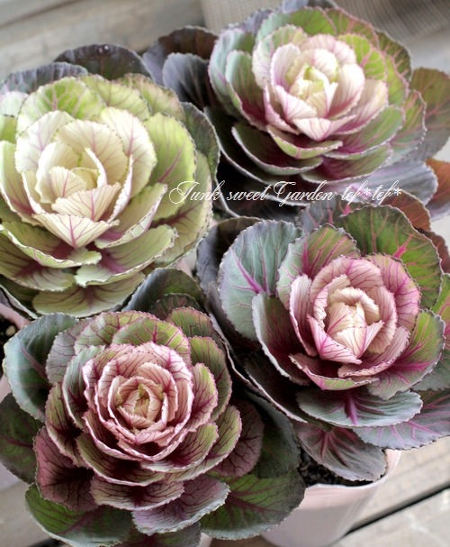 ���ղ�ð�����Ρ����������ؼ벻 -������-�١��ۥ磻��