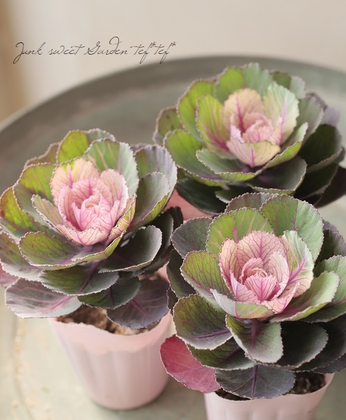 ���ղ�ð�����Ρ����������ؼ벻 -������-�١��ۥ磻��